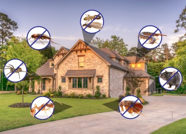 Pest control Service in Hyderabad